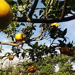 Ninho Do Cedro - Azorean Tranquility Gasthof
