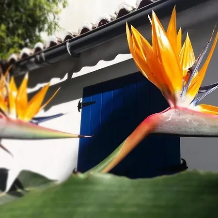 Ninho Do Cedro - Azorean Tranquility * Ponta Delgada