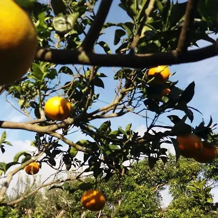 Ninho Do Cedro - Azorean Tranquility Gasthuis