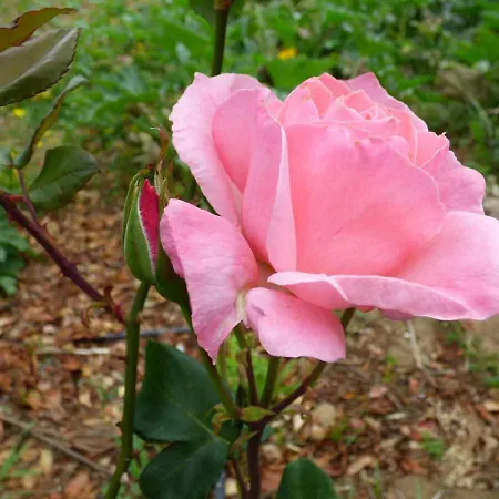 Affittacamere Ninho Do Cedro - Azorean Tranquility